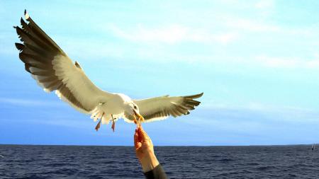 Feeding a seagull