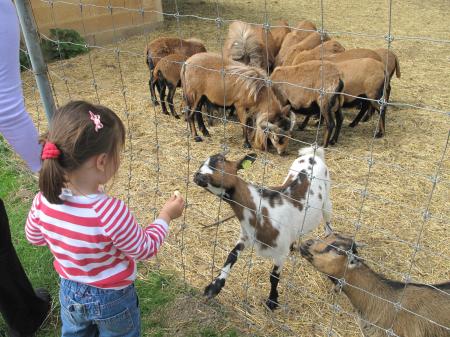 Feeding Animals