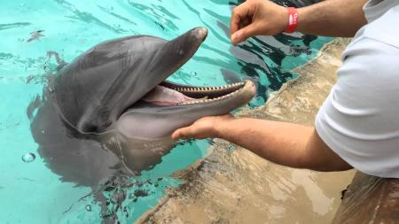 Feeding the Dolphin