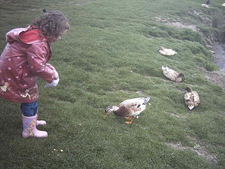 Feeding the Ducks