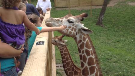 Giraffe in zoo