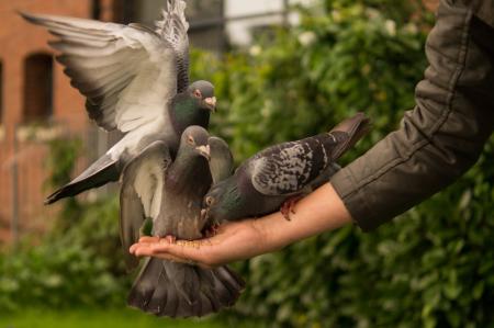 Feeding the Pigeons