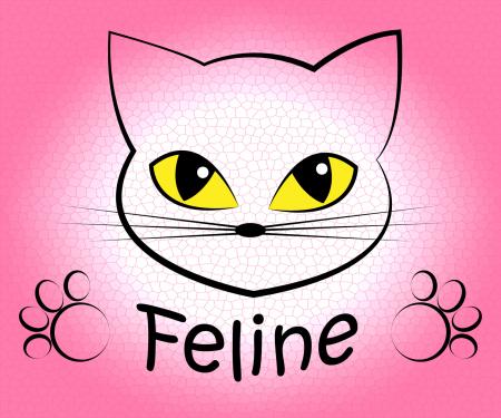 Feline Cat Means Pets Pet And Felines