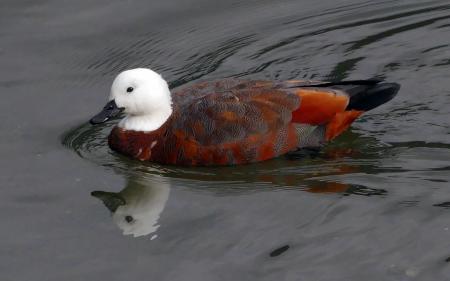 Female Shelduck. New Zealand.