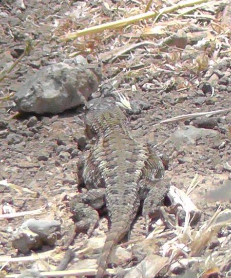 Western Fence Lizard