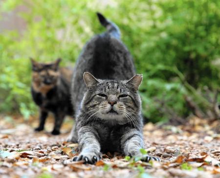 Feral Cats