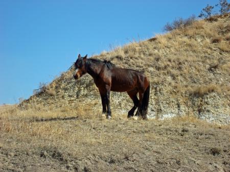 Feral Horse