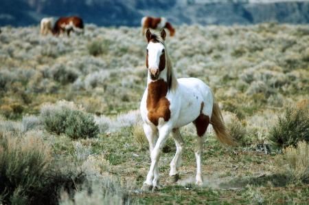 Feral Horse