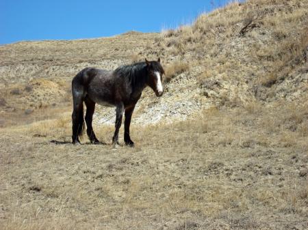 Feral Horse