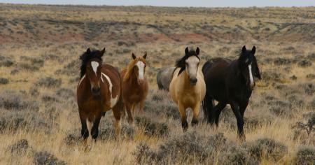 Feral Horses