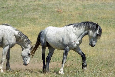 Feral Horses