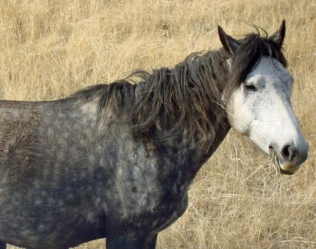 Feral Horses