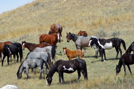 Feral Horses