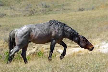 Feral Horses