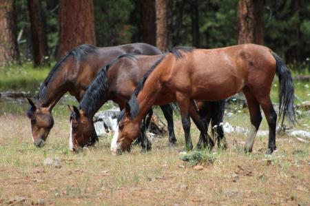 Feral Horses