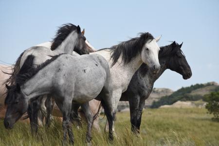 Feral Horses