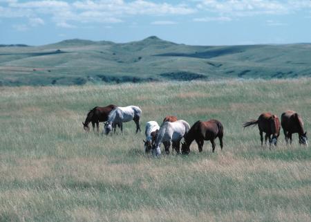 Feral Horses