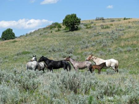 Feral Horses