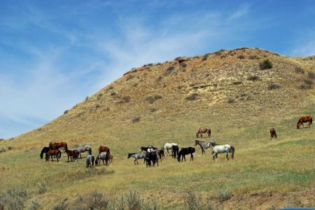 Feral Horses