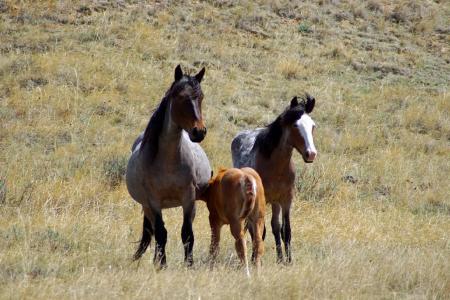 Feral Horses