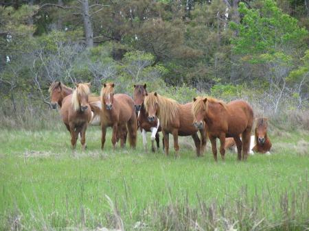 Feral Horses