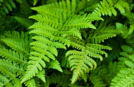 Fern