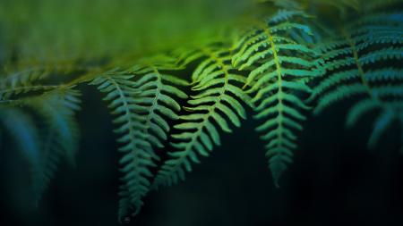 Fern Background