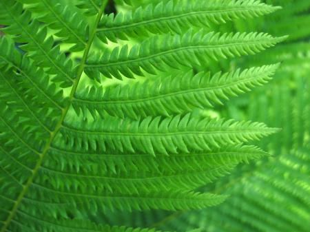 Fern Closeup