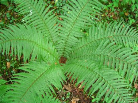 Fern in the Jungle