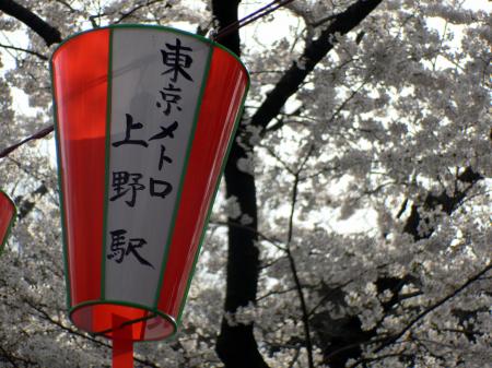 Festival lanterns with cherry blossom