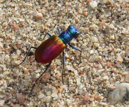 Festive Tiger Beetle