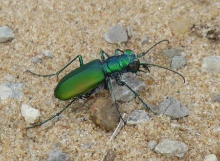 Tiger Beetle