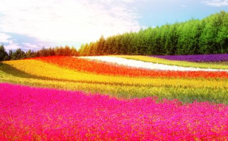 Field - Colorful Flowers - Summer
