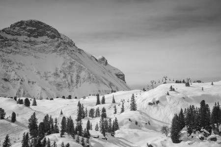 Field Filled With Snow With Pine Tress Near Alp Mountain