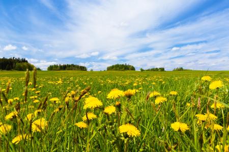 Field in Spring