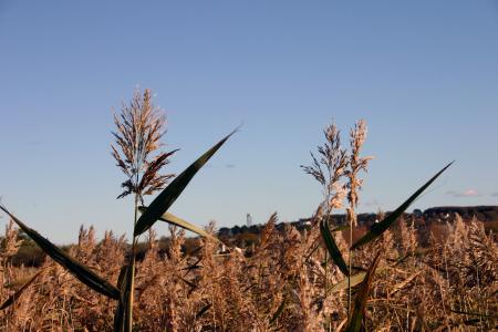 Field of straws