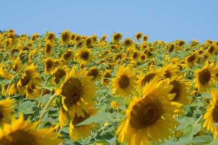 Field Of Sunflowers