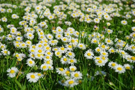 Field of White and Yellow Daisies
