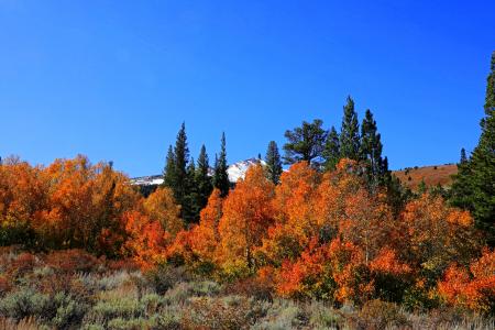 Field Surround With Orange Leaf Trees