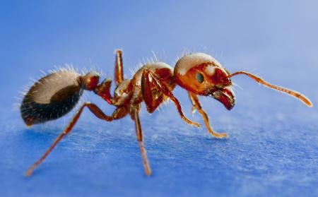 Red Garden Ant