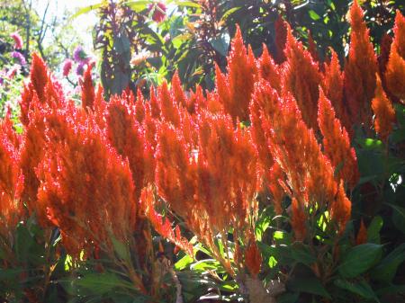 Fire red flowers