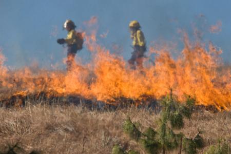 Firefighters