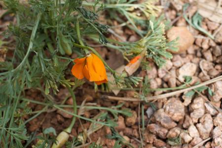 First California Poppy Spotted