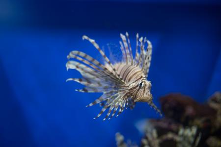 Fish in the Aquarium