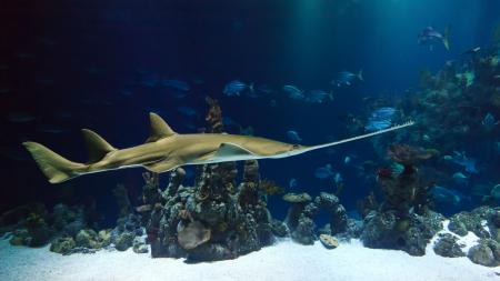 Fish in the Aquarium