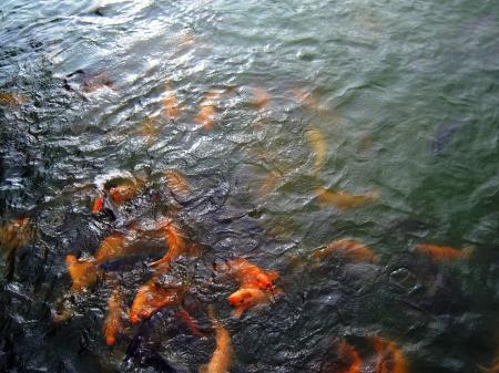 Fish in the River