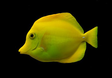 Fish on yellow