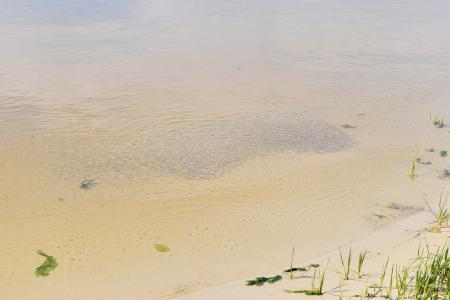 Fish school in Cape Fear River Carolina Beach SP ncwetlands AM