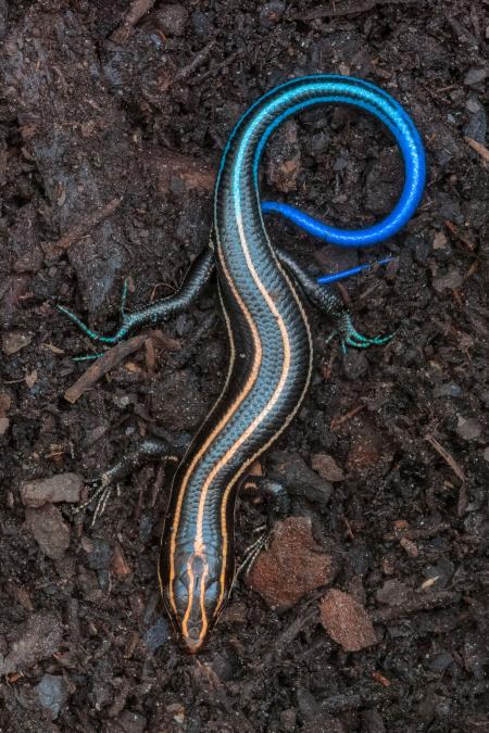 Five Lined Skink