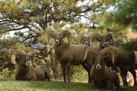 Five Ram Goats Beside Green Trees